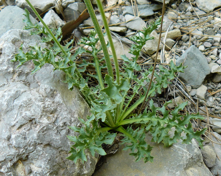 Image of Lagoseris callicephala specimen.