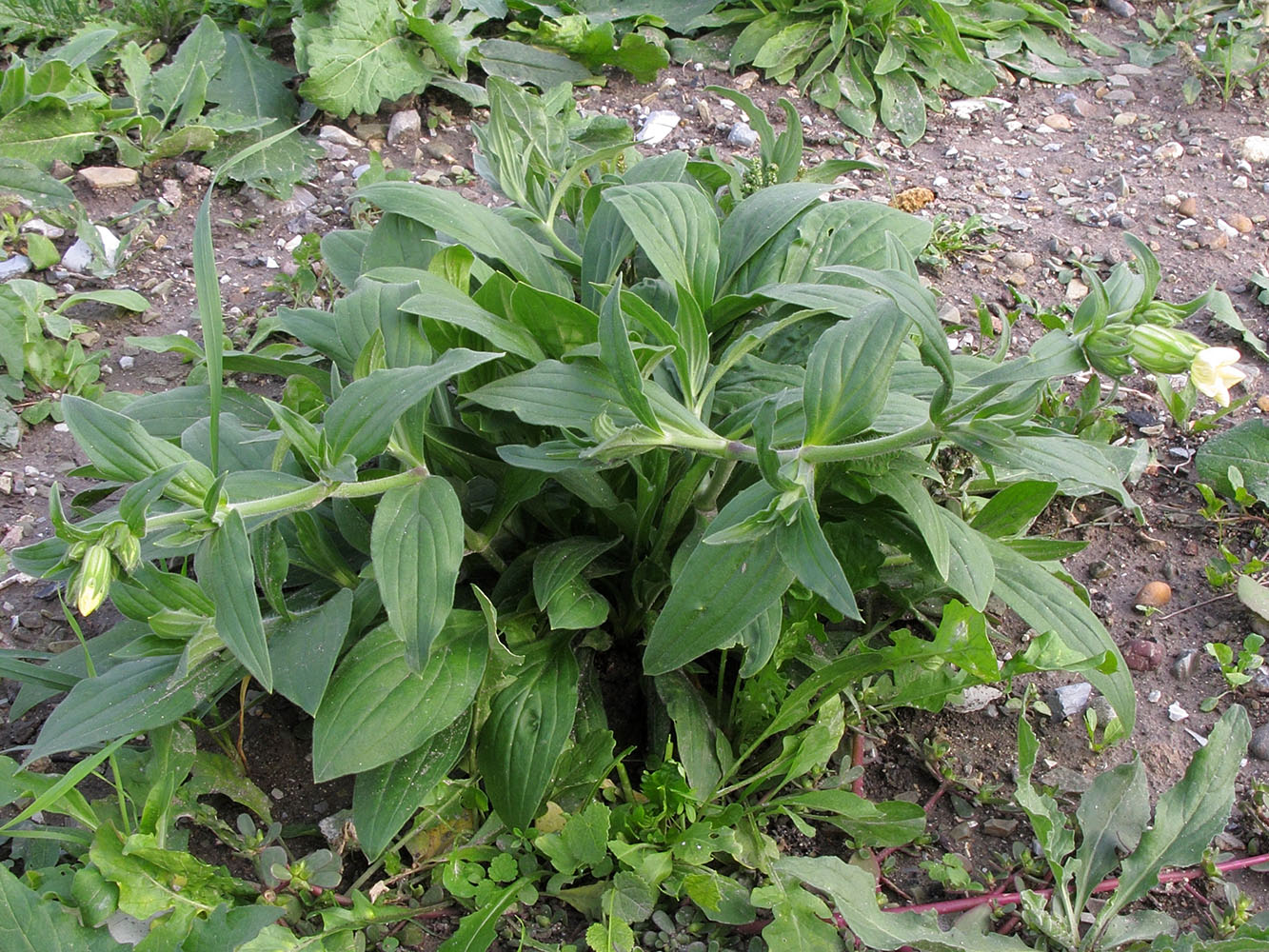 Image of Melandrium latifolium specimen.