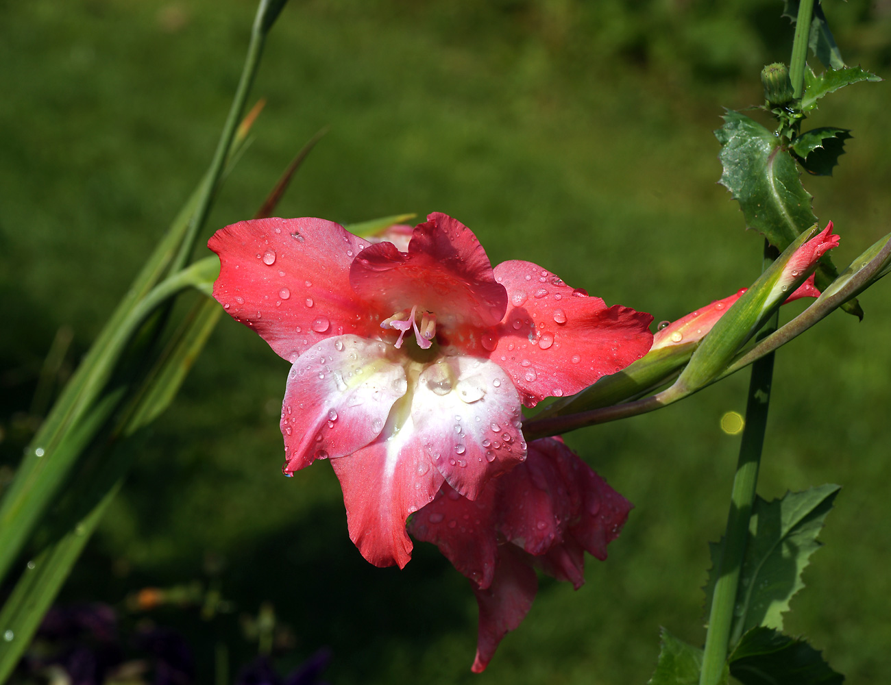 Изображение особи Gladiolus &times; colvillei.