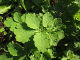 Смотреть изображение Chelidonium majus