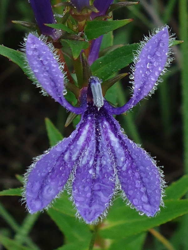 Image of Lobelia sessilifolia specimen.