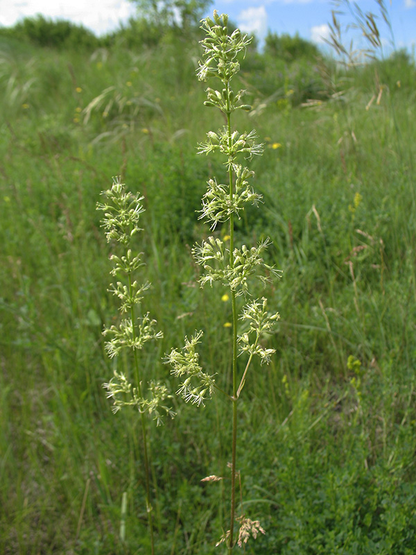 Изображение особи Silene chersonensis.