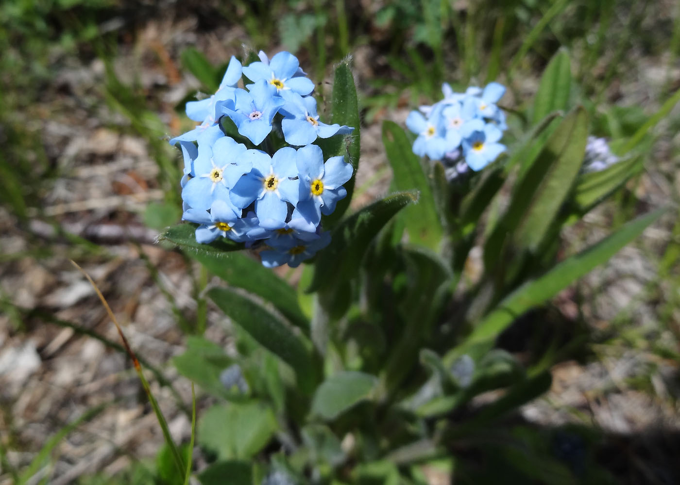 Изображение особи Myosotis imitata.