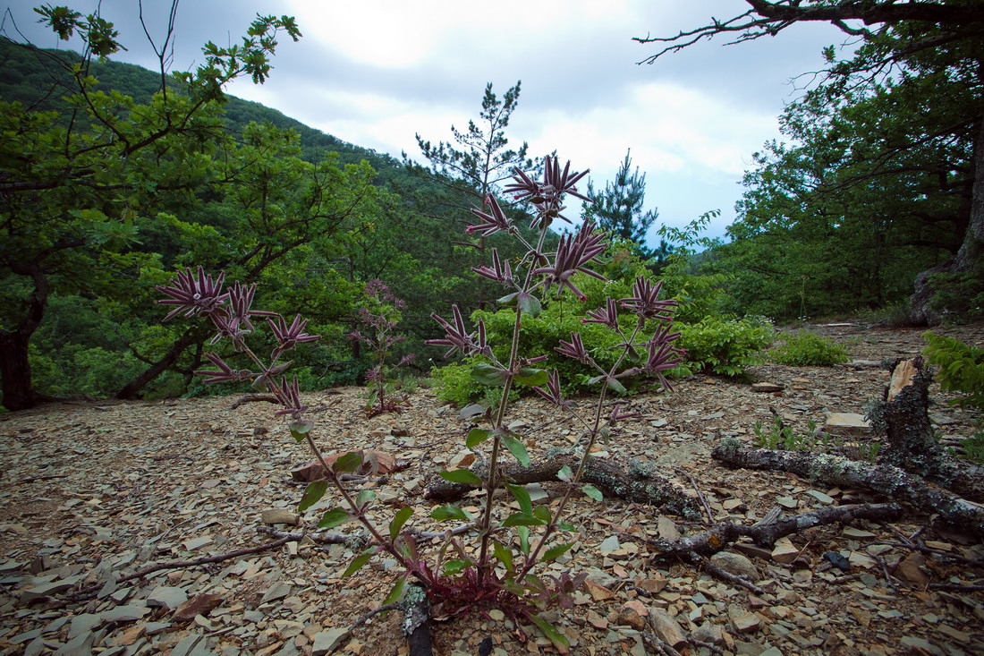 Image of Saponaria glutinosa specimen.