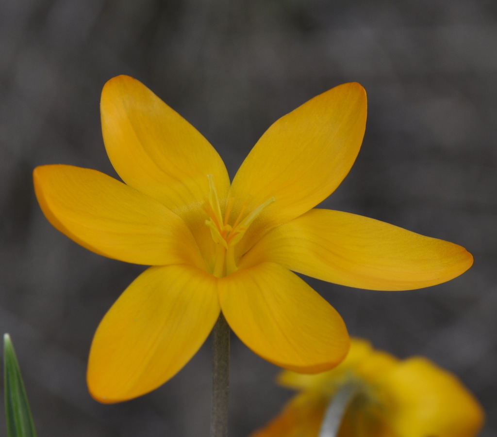 Image of Crocus olivieri specimen.