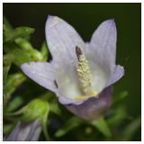 Campanula bononiensis. Цветок. Республика Татарстан, Волжско-Камский заповедник. 30.06.2009.