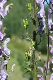 Aconitum leucostomum. Часть соплодия. Восточно-Казахстанская обл., г. Риддер, окр. Малоульбинского вдхр., склон сопки. 28.07.2008.