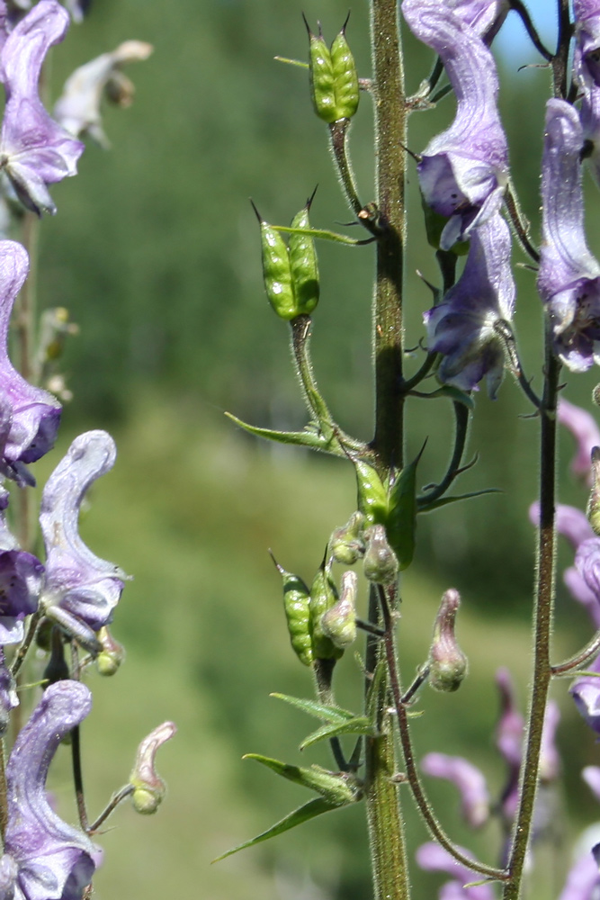 Изображение особи Aconitum leucostomum.