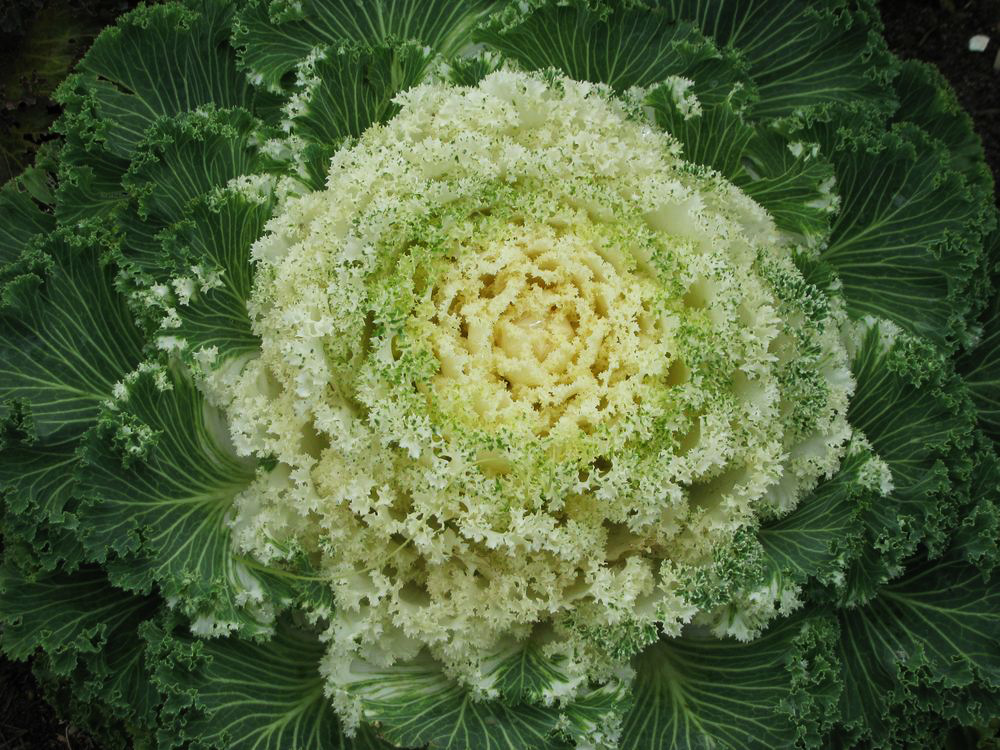 Изображение особи Brassica oleracea var. viridis.