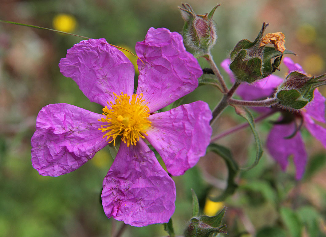 Image of Cistus creticus specimen.