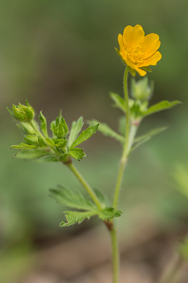 Image of genus Potentilla specimen.