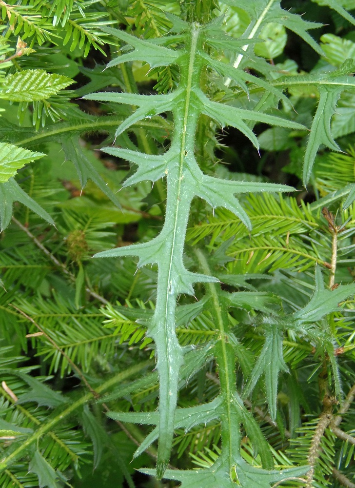 Image of Cirsium palustre specimen.