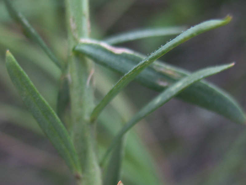 Image of Linaria biebersteinii specimen.