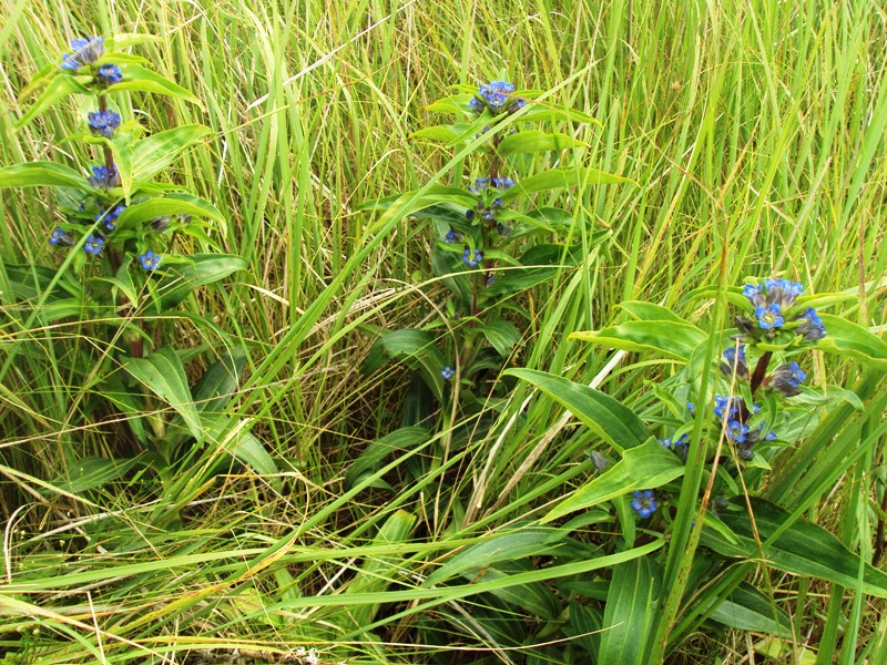 Изображение особи Gentiana cruciata.