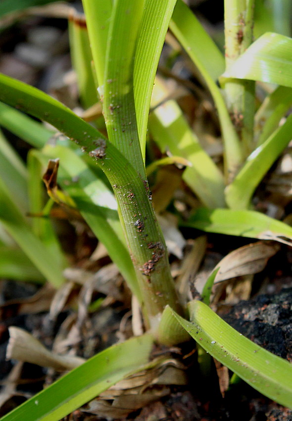 Изображение особи Cyperus eragrostis.