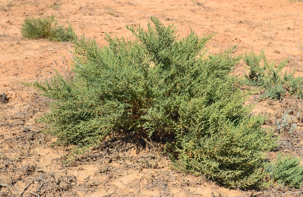 Image of Salsola dendroides specimen.