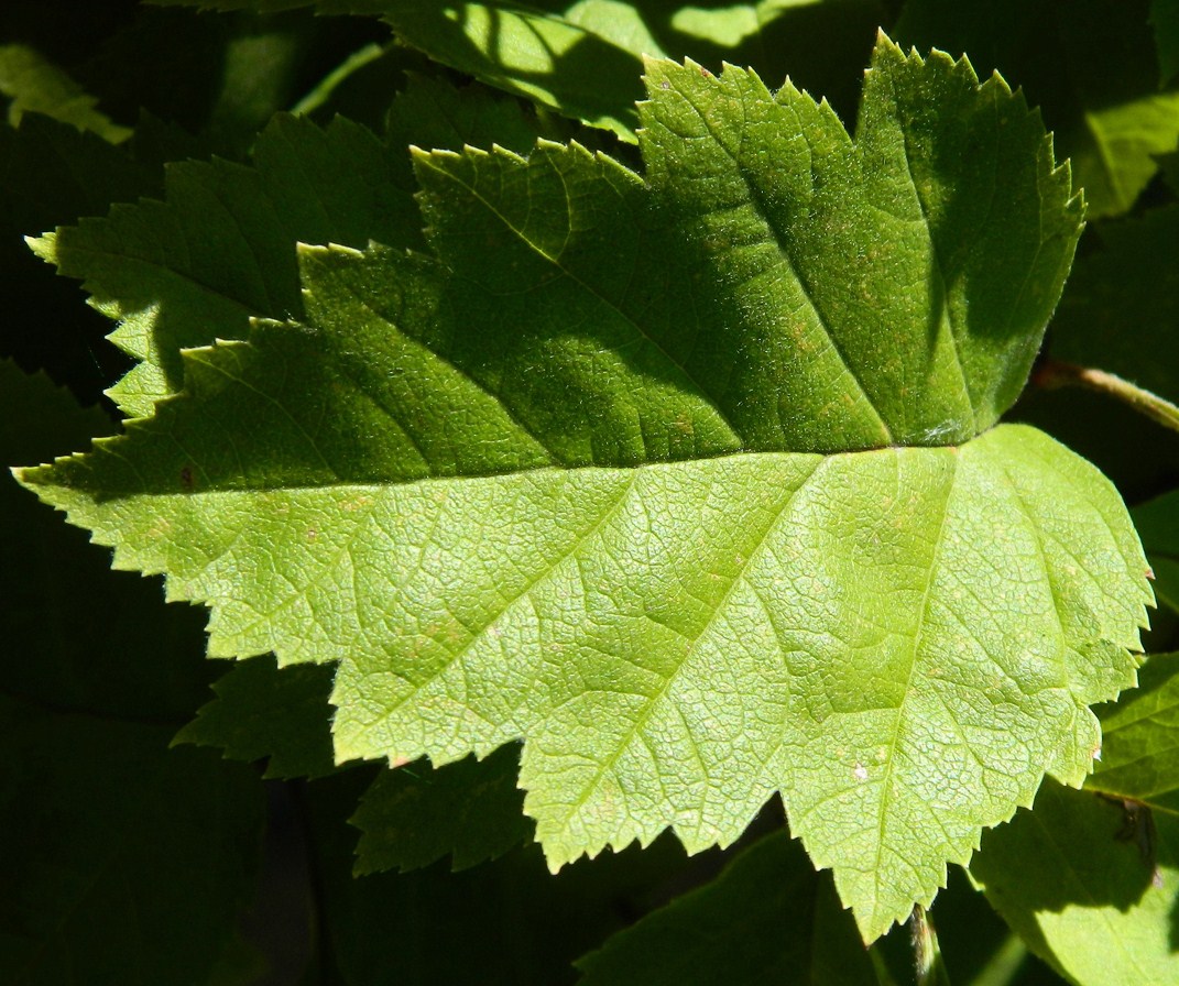 Image of genus Crataegus specimen.