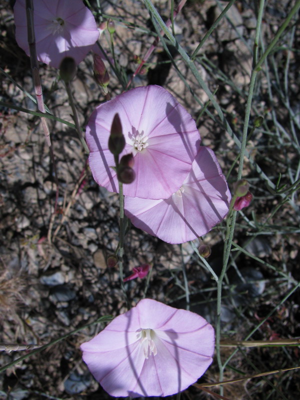 Изображение особи Convolvulus pseudocantabrica.