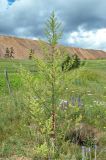 Artemisia annua