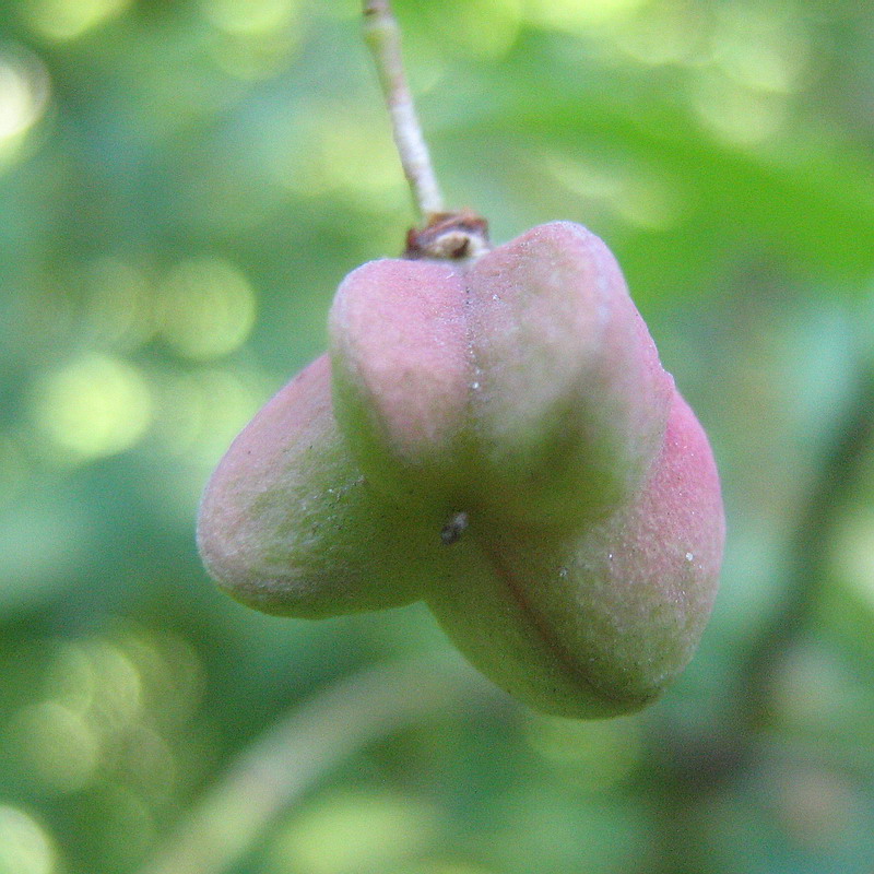 Изображение особи Euonymus europaeus.