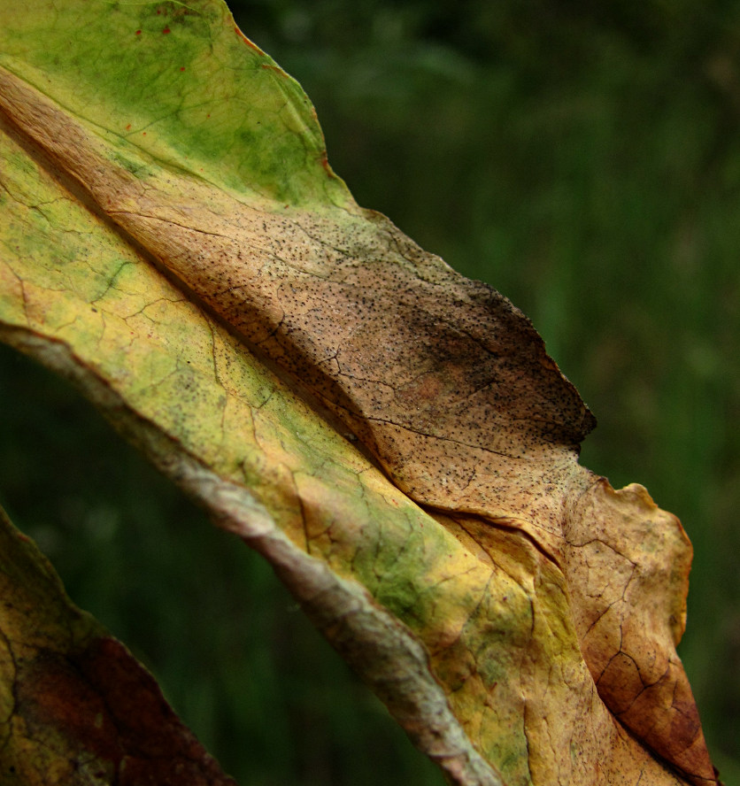 Image of Lysimachia vulgaris specimen.