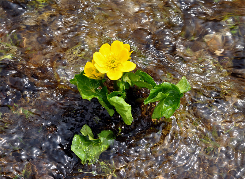 Image of Caltha polypetala specimen.