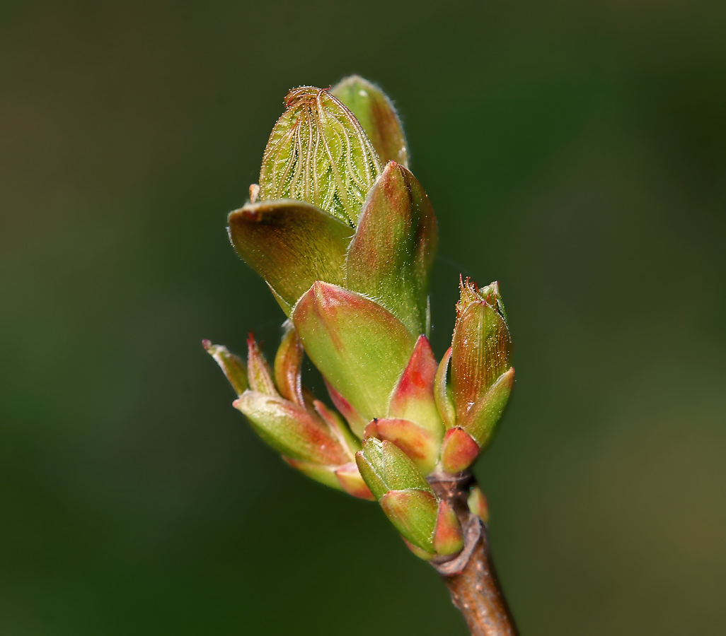 Image of Acer platanoides specimen.