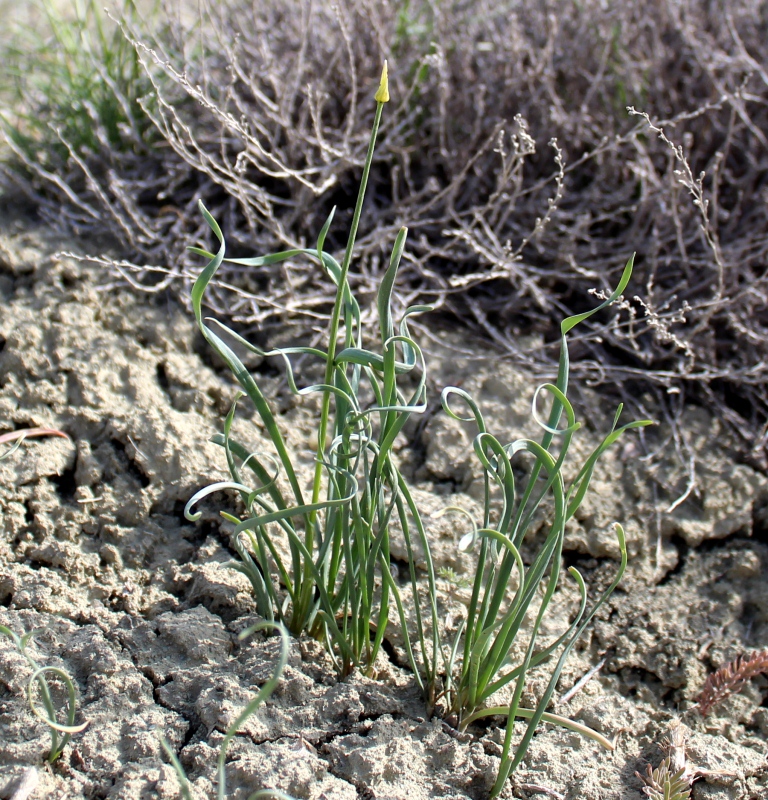 Изображение особи Allium scabriscapum.