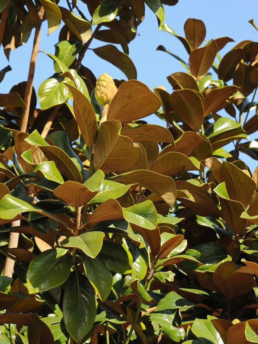 Image of Magnolia grandiflora specimen.