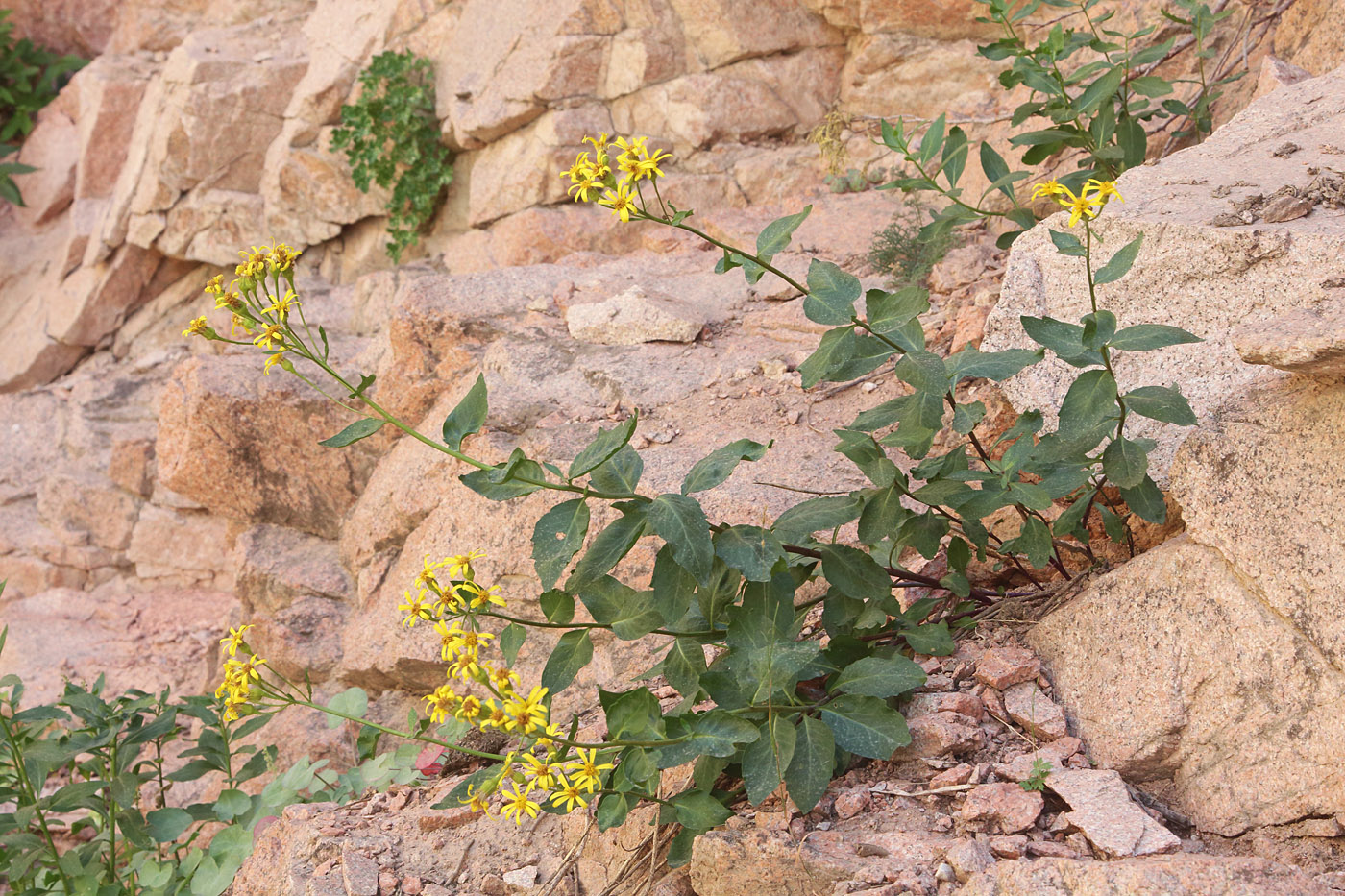 Image of Senecio racemulifer specimen.