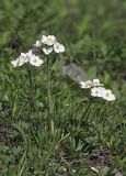 Anemonastrum sibiricum. Цветущее растение. Бурятия, Байкальский заповедник, верхняя часть северного склона хр. Хамар-Дабан, окр. научного стационара \"Чум\", горная тундра. 29.07.2012.