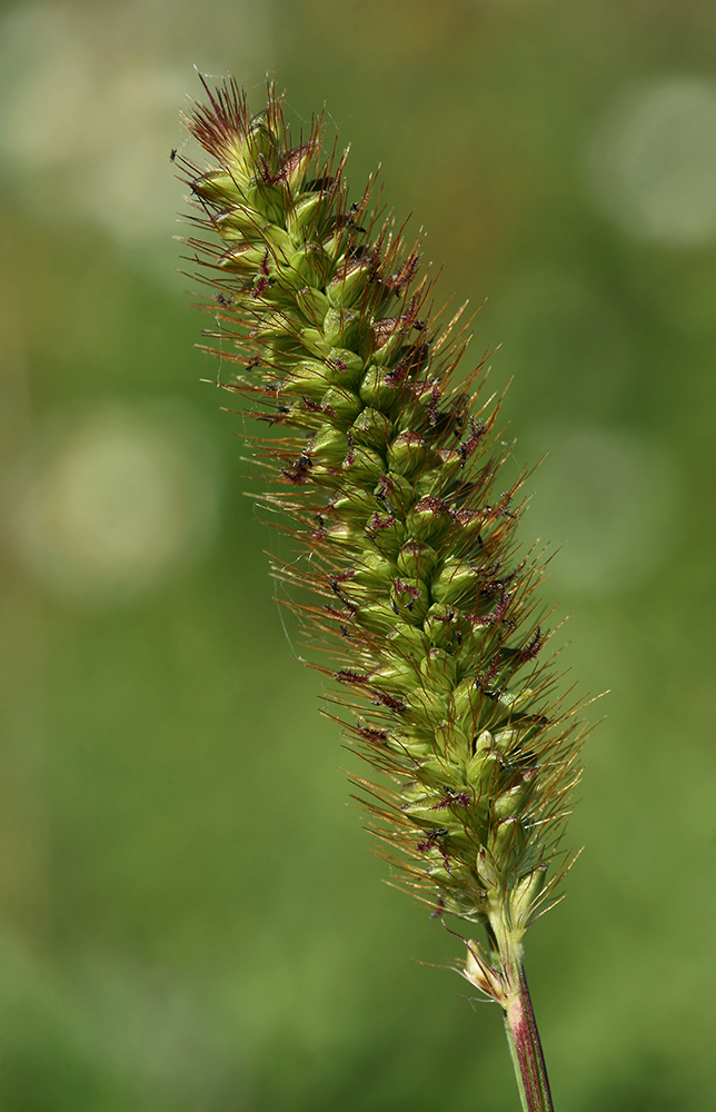 Image of Setaria pumila specimen.