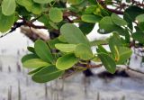 Sonneratia alba. Верхушка ветви. Андаманские острова, остров Хейвлок. 30.12.2014.