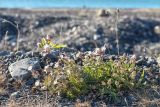 Oberna uniflora. Отцветающее растение на галечно-валунной россыпи. Мурманская обл., п-ов Рыбачий, побережье Большой Волоковой губы. 30.07.2015.