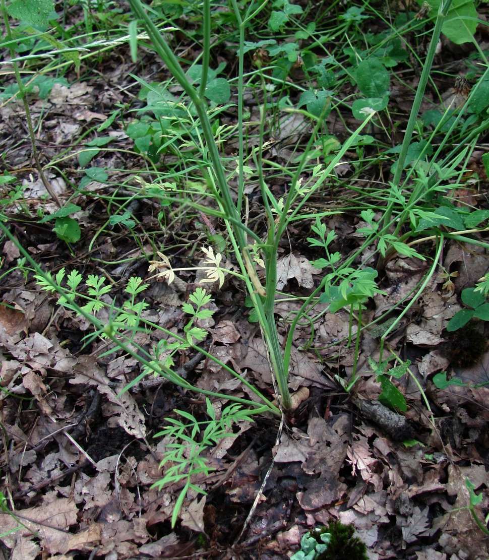 Image of Oenanthe pimpinelloides specimen.