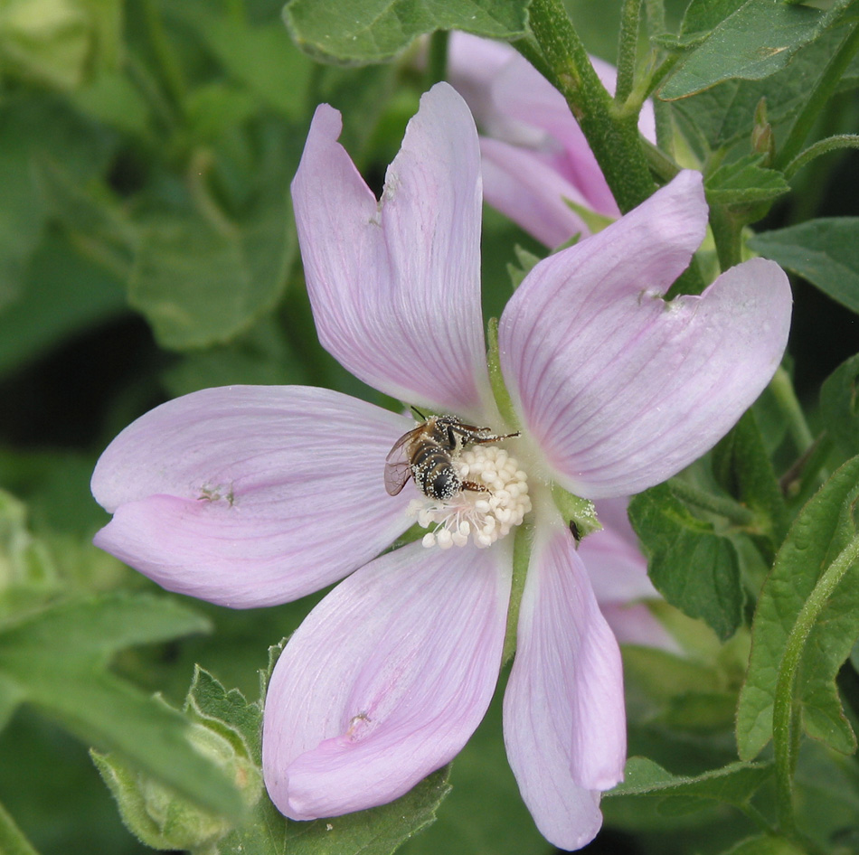 Image of Malva thuringiaca specimen.