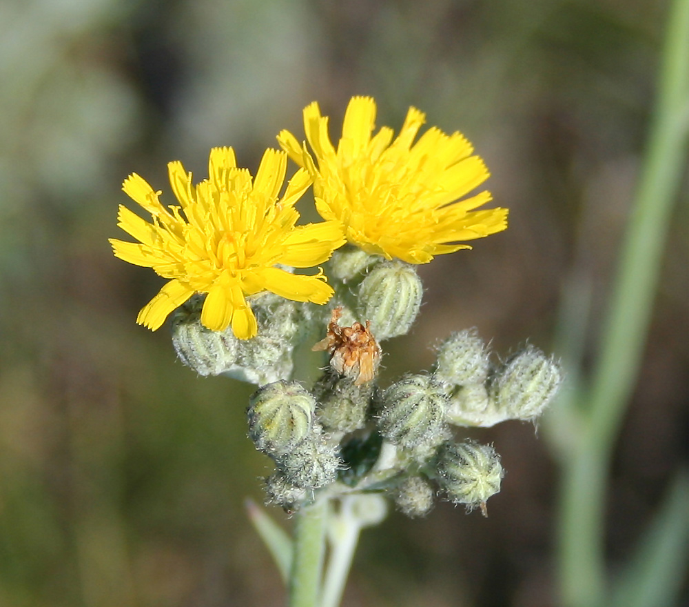 Image of Pilosella echioides specimen.