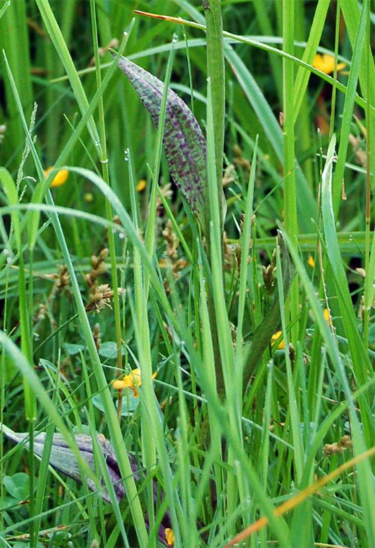 Image of Dactylorhiza &times; kerneriorum specimen.