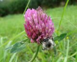 Trifolium pratense. Верхушка побега с соцветием и к ормящимся насекомым.Ленинградская обл., г. Волхов, левый берег, парк Ильинка. 01.09.2009.