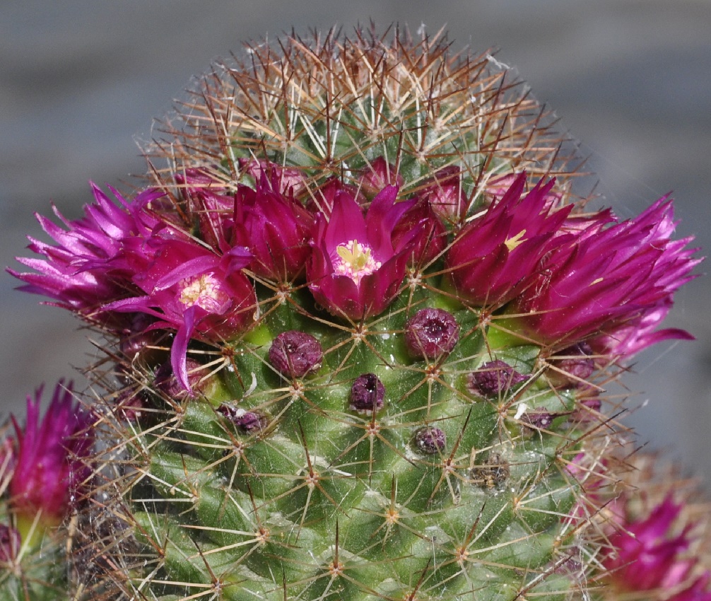 Image of genus Mammillaria specimen.