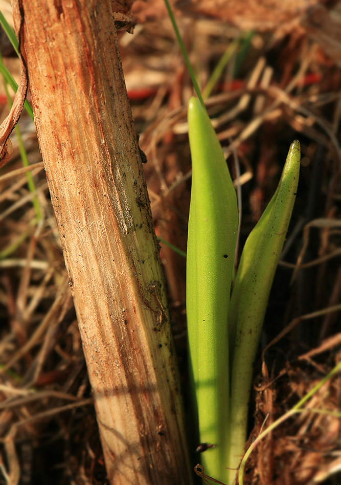 Image of Dactylorhiza incarnata specimen.