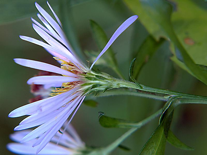 Изображение особи Symphyotrichum novi-belgii.