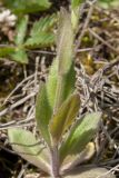 Draba nemorosa. Прикорневая часть побега. Псковская обл., Печорский р-н, окр. дер. Изборск, Труворово городище, земляная насыпь на остатках ворот. 30.04.2016.