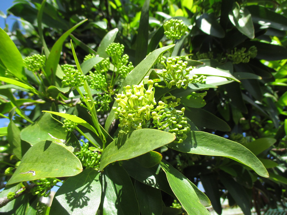 Изображение особи Stenocarpus salignus.