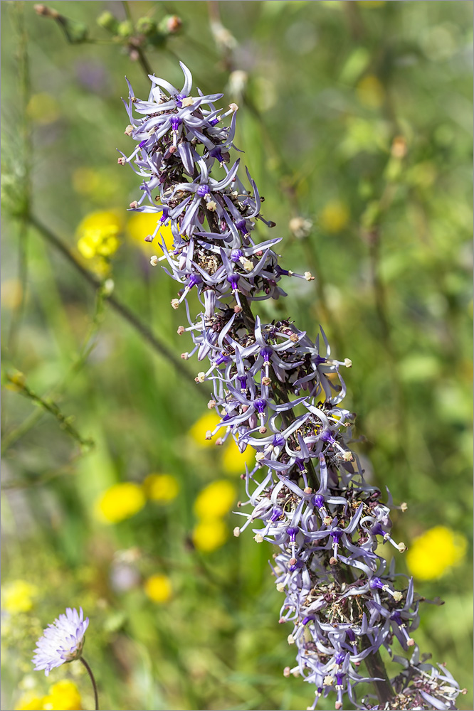 Image of Petromarula pinnata specimen.