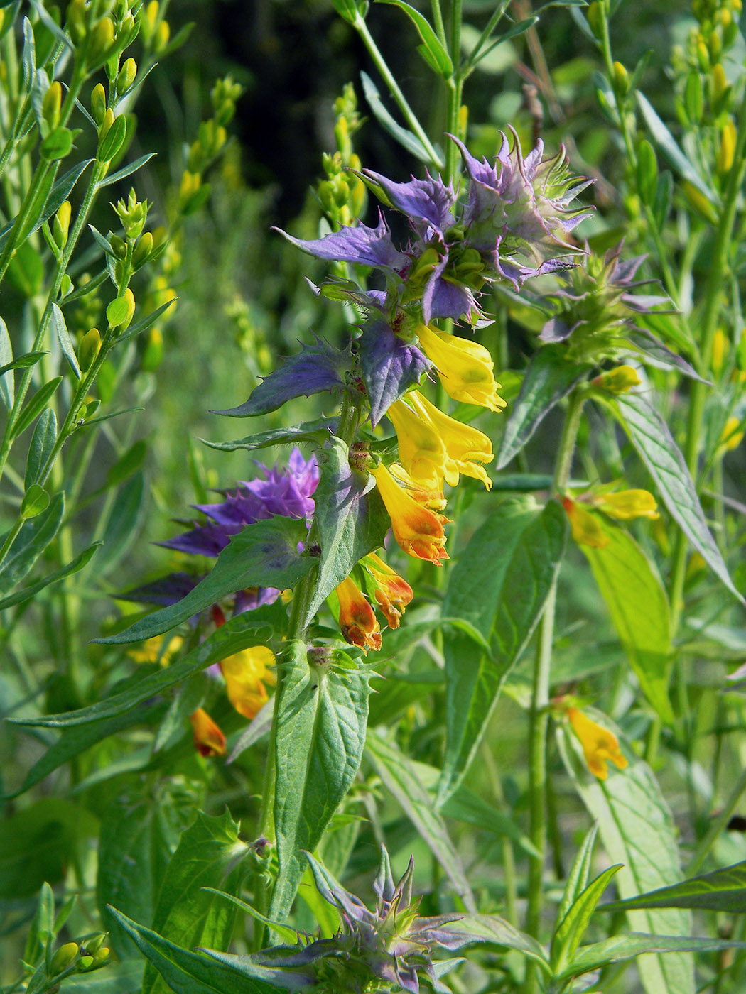 Image of Melampyrum nemorosum specimen.