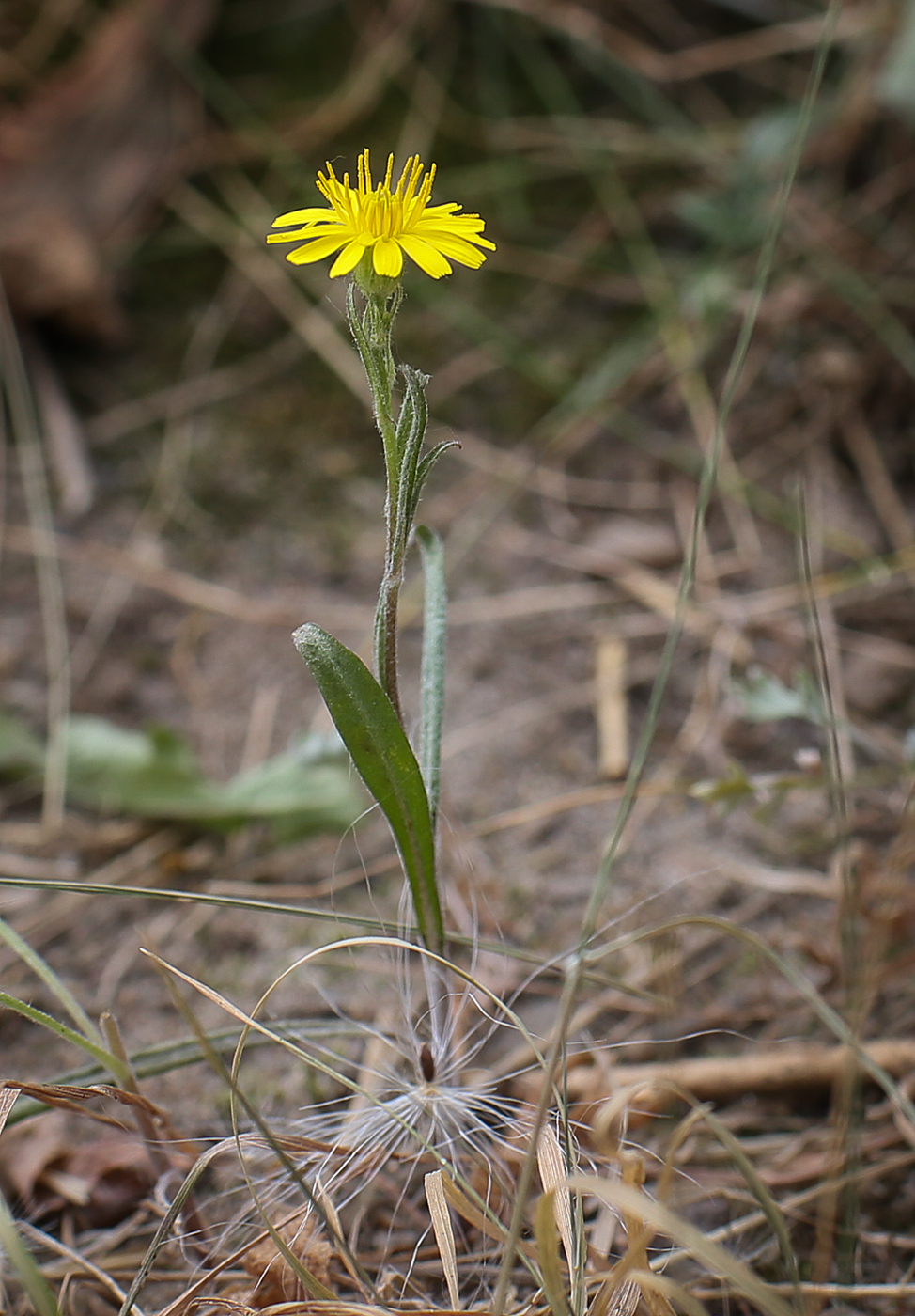 Изображение особи род Crepis.