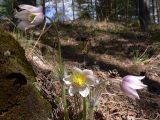 Pulsatilla uralensis. Цветущие растения. Свердловская обл., окр. г. Североуральск, склон известняковой скалы. 24.05.2008.