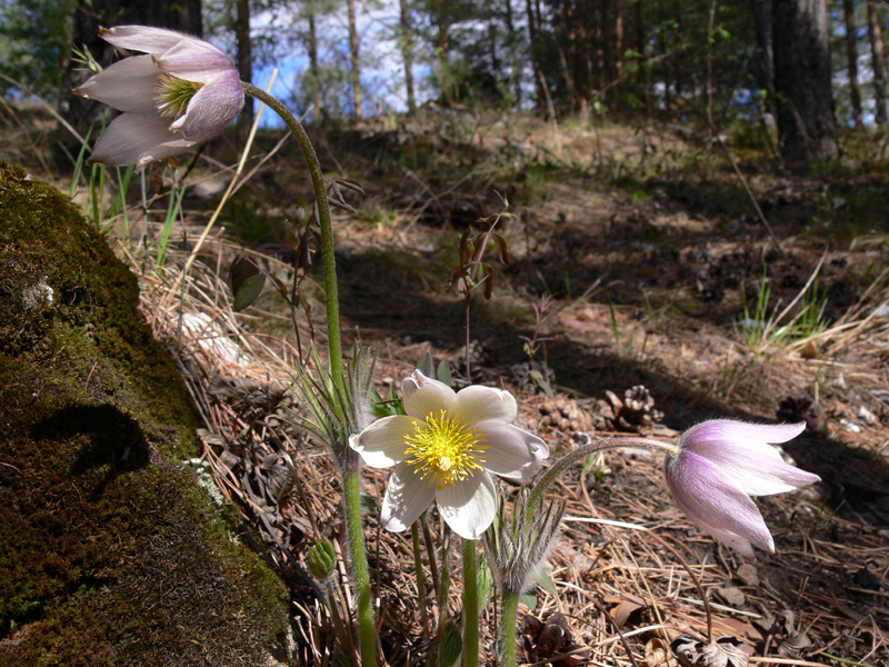 Изображение особи Pulsatilla uralensis.