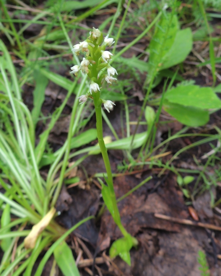 Изображение особи Pseudorchis albida.